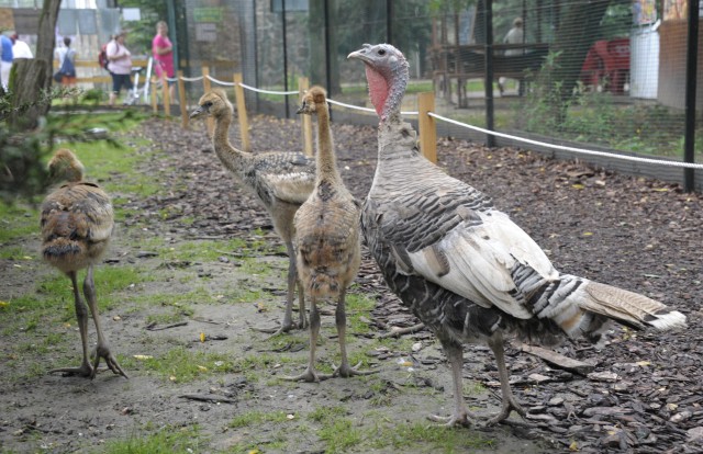 Hat fiókával gyarapodott  Állatparkunk  szürkenyakú koronásdaru családja. cikk kiemelő képe