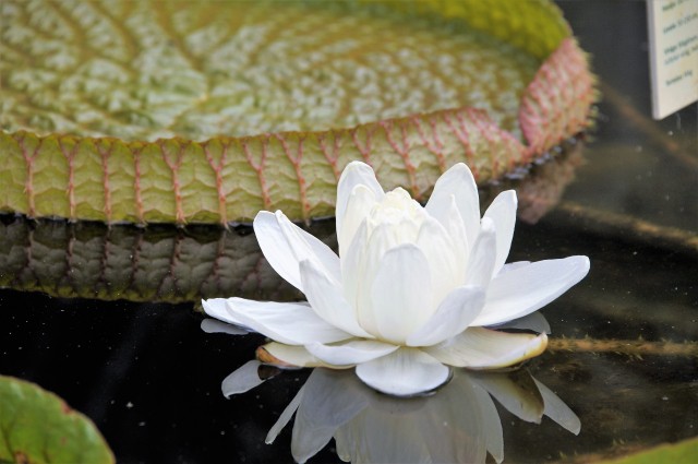 Kinyílt a tündérrózsák királynője cikk kiemelő képe