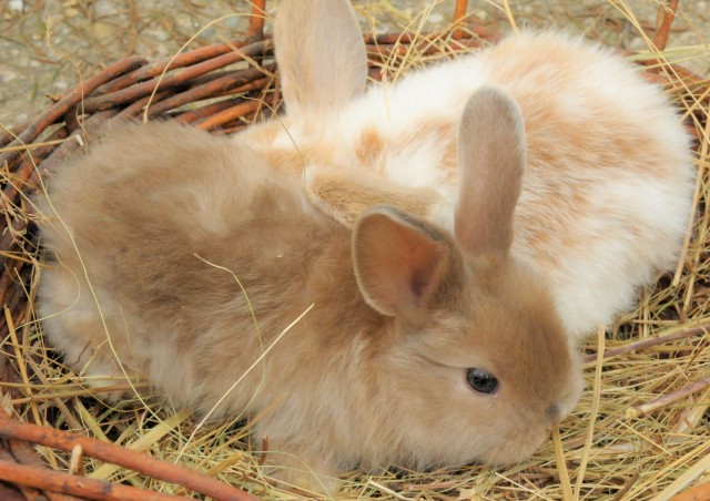 Nyúltartási tippek cikk kiemelő képe