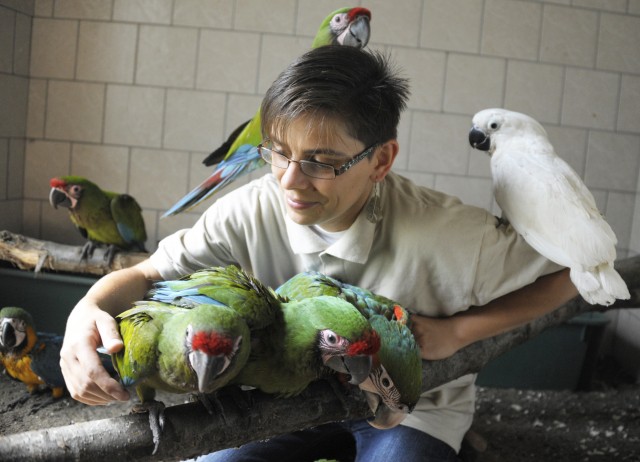 Színpompás papagáj fiókák cseperednek a Nyíregyházi Állatparkban! cikk kiemelő képe