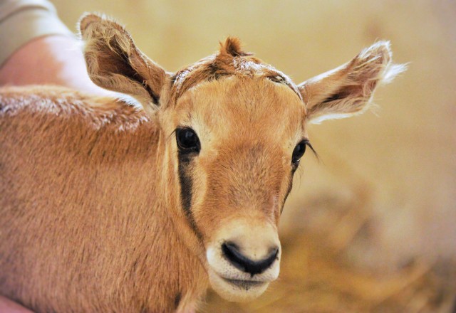 Ritka antilop született  Állatparkunkban!   cikk kiemelő képe