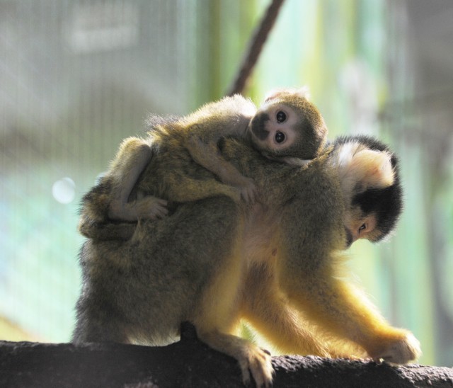 Bolíviai mókusmajom született Állatparkunkban!  cikk kiemelő képe