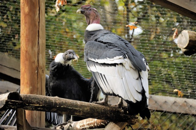 Bővült a kondorkeselyű állományunk!   cikk kiemelő képe