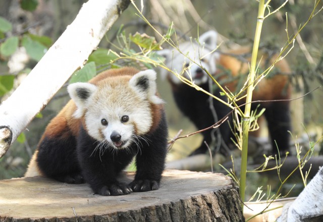 Nincs akadálya a panda násznak! cikk kiemelő képe