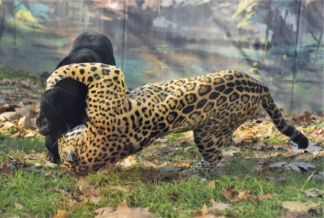 Uniós fejlesztések nyílt napja 2016 november 20-án cikk kiemelő képe