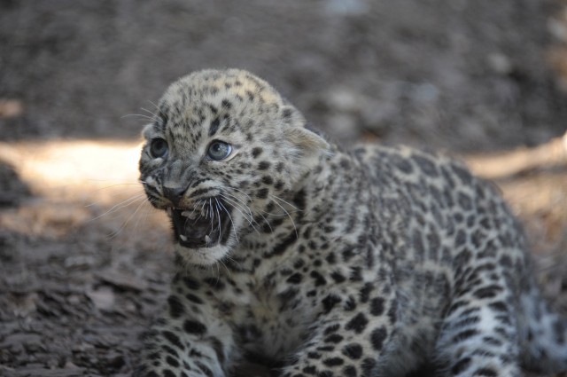 Már látható parkunk legifjabb nagymacskája,  a 9 hetes perzsa leopárd. cikk kiemelő képe