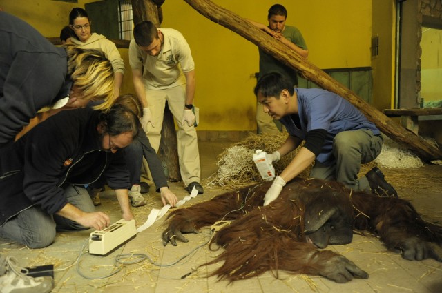 Részletes állatorvosi vizsgálaton esett át Joey, Állatparkunk 17 éves  borneói orangután ( Pongo pygmaeus pygmaeus) hímje.   cikk kiemelő képe