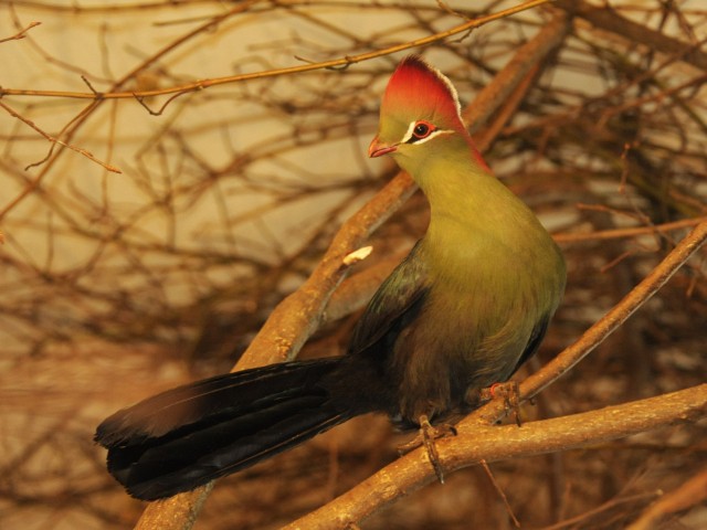 Rezes banda az Állatparkban! cikk kiemelő képe