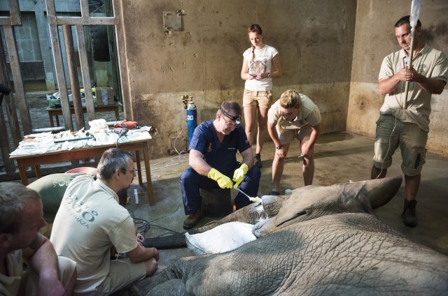 Nagyon bonyolult, nem hétköznapi állatkerti beavatkozás történt Állatparkunkban   cikk kiemelő képe