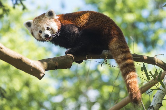 Kis panda a SóstóZoo-ban! cikk kiemelő képe