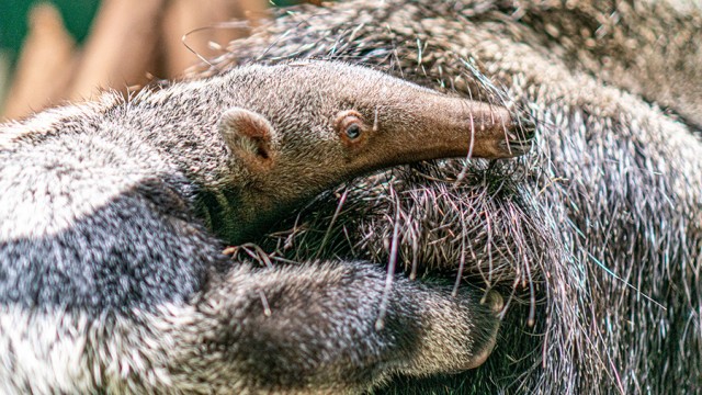 Sörényes hangyász született Állatparkunkban cikk kiemelő képe