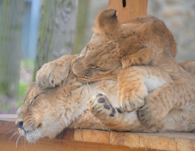 Már látogatóink is megtekinthetik Mázlit, az Ukrajnából mentett kis oroszlánt cikk kiemelő képe