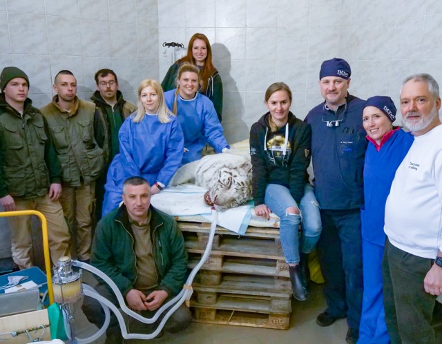 Nemzetközi szakemberekből álló állatorvosi csapat végzett beavatkozást Állatparkunk fehér tigrisén. cikk kiemelő képe