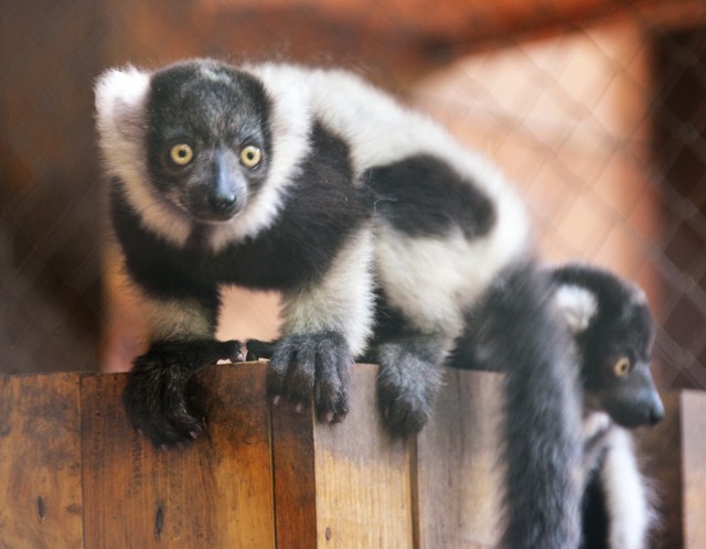 Kipusztulás szélén álló állatok születtek cikk kiemelő képe