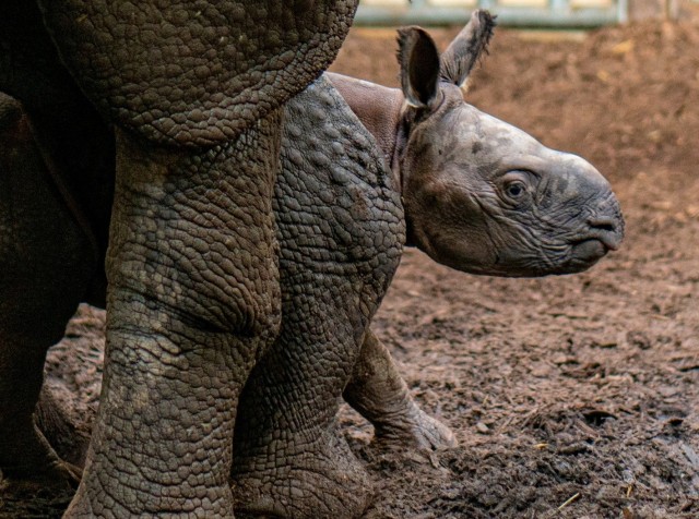 Indiai orrszarvú született Állatparkunkban cikk kiemelő képe