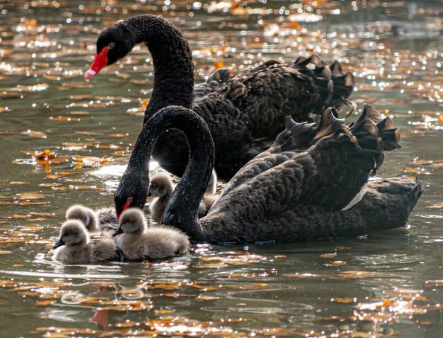 Fekete hattyú fiókák keltek ki Állatparkunkban cikk kiemelő képe