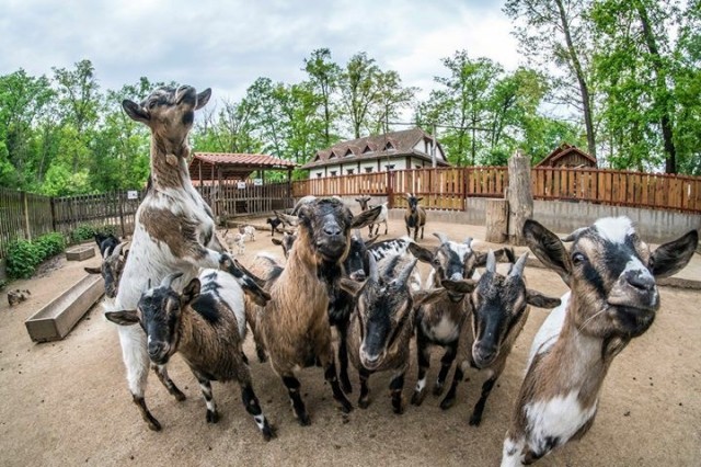 Hemzseg az élet Állatparkunk parasztudvarában cikk kiemelő képe