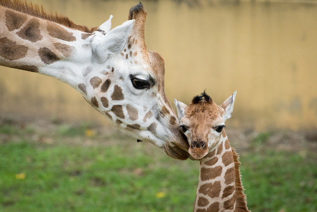 Megvan az idei legmagasabb újszülöttünk cikk kiemelő képe