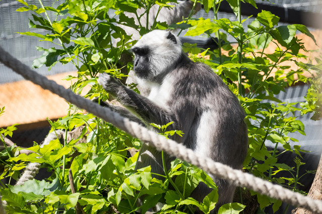 Szent majmok frigye cikk kiemelő képe