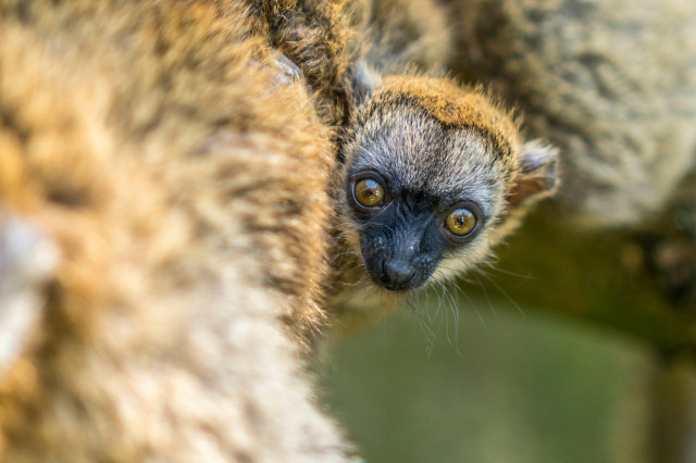 Mayotte maki született cikk kiemelő képe