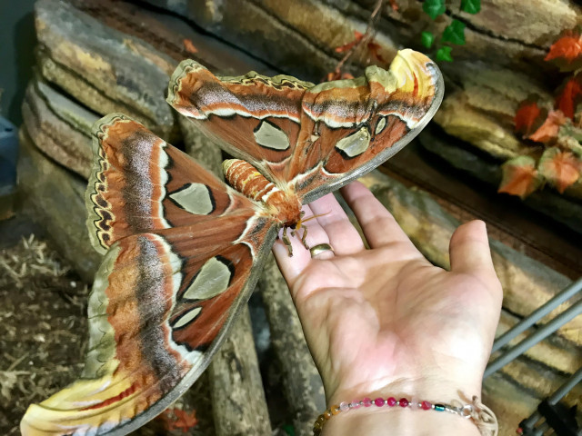 Kikelt a világ egyik legnagyobb lepkéje, az atlasz lepke cikk kiemelő képe