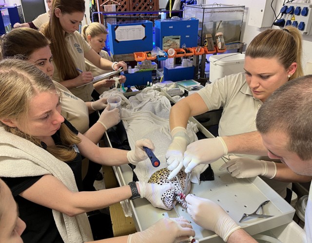 Muréna a műtőasztalon cikk kiemelő képe