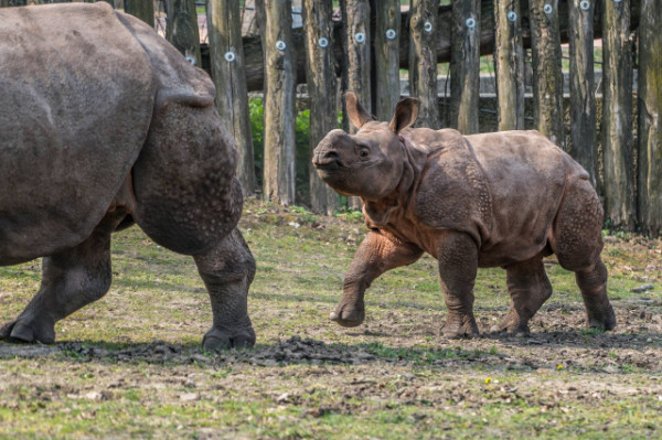 Már látható a külső kifutóban is az ország egyetlen indiai orrszarvú bébije cikk kiemelő képe