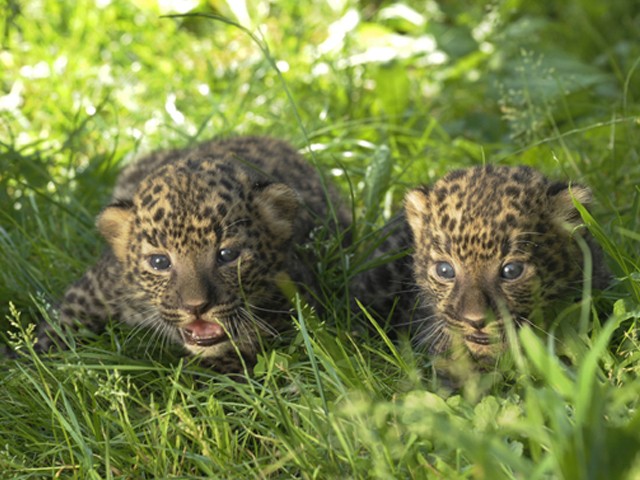 Családi örömök érték Állatparkunk afrikai leopárd párját! cikk kiemelő képe