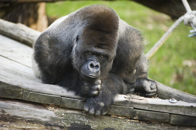 Boldog születésnapot fiúk! cikk kiemelő képe