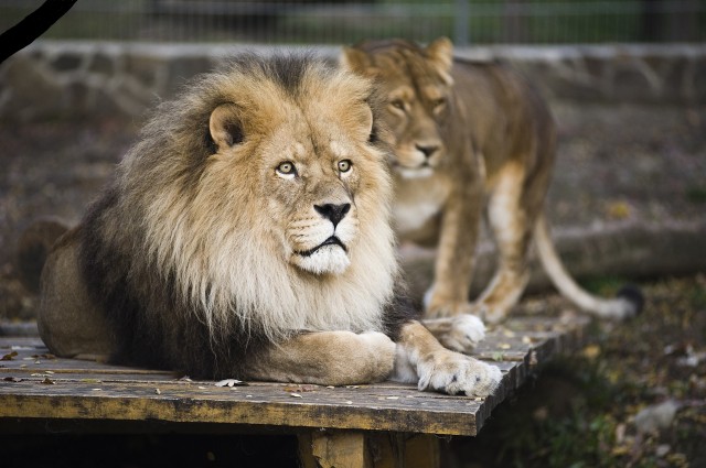 Egy oroszlán halálára cikk kiemelő képe