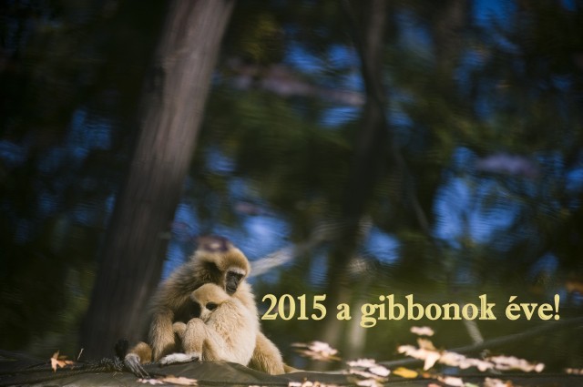 2015 a gibbonok éve! cikk kiemelő képe