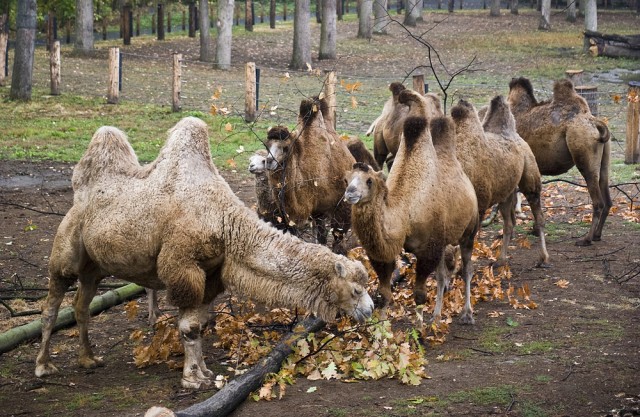 Állatságok cikk kiemelő képe
