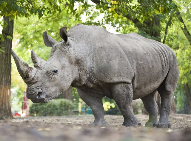 Állatságok-- avagy vélt vagy valós hiedelmek az állatokról. cikk kiemelő képe