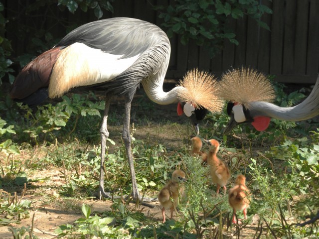 Koronásdaru fiókák az Állatparkban! cikk kiemelő képe