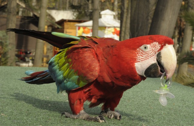 Cumi-fa cikk kiemelő képe