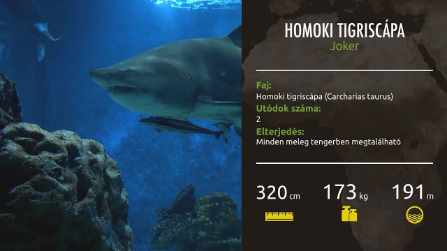 Zoo TV at the Nyíregyháza Zoo . cikk kiemelő képe