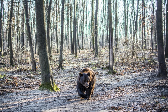 Lássuk a medvét!? cikk kiemelő képe