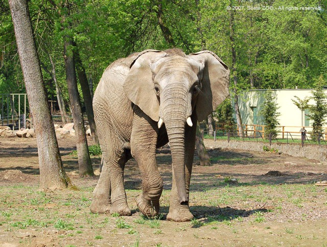 Afrikai elefánt a Nyíregyházi Állatparkban! cikk kiemelő képe