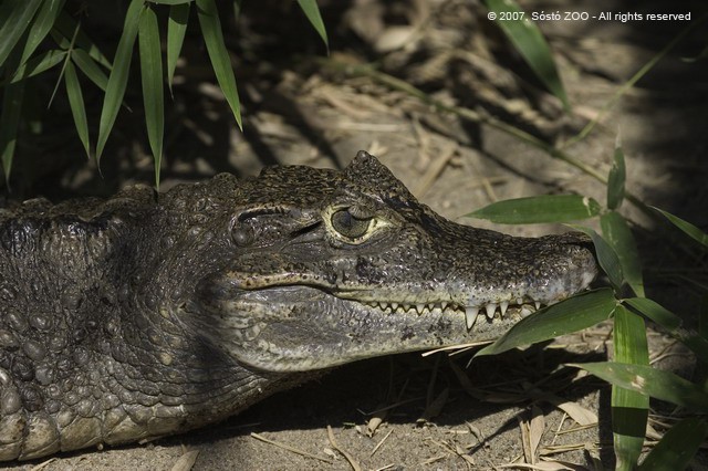 Steve Irwin krokodilház cikk kiemelő képe