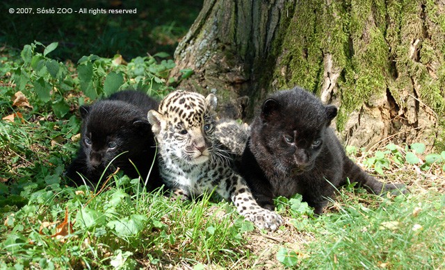 Háromszoros öröm a jaguárok háza táján! cikk kiemelő képe