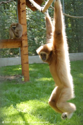 Fehérkezű gibbonok érkeztek a Nyíregyházi Állatparkba! cikk kiemelő képe