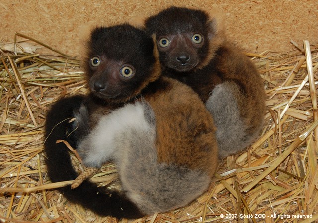 Vari szerelem - foltos maki ikrek a Nyíregyházi Állatparkban! cikk kiemelő képe