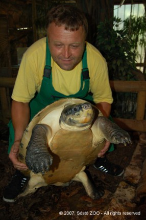 Borneói folyamiteknősök érkeztek Állatparkunkba! cikk kiemelő képe