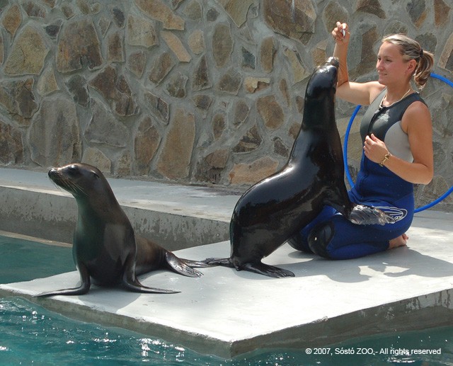 Megérkezett Alf, a Nyíregyházi Állatpark 3. oroszlánfókája! cikk kiemelő képe