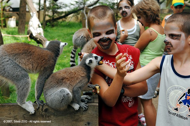 Őrizzük meg együtt Madagaszkár biológiai sokféleségét! cikk kiemelő képe