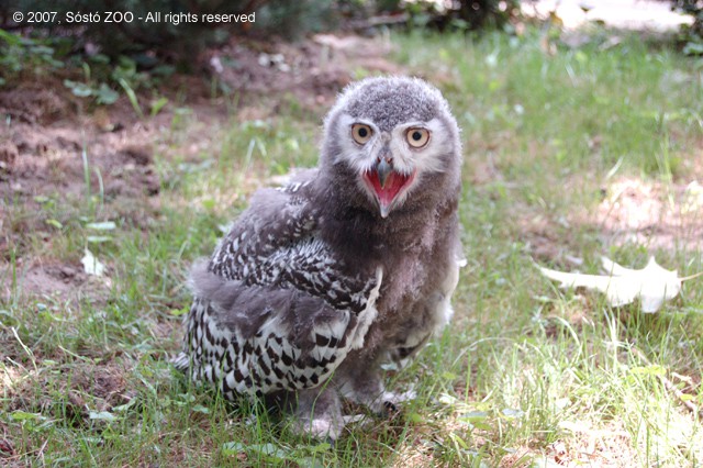 5 hetes lett Batyu, az állatpark talpraesett kis hóbaglya! cikk kiemelő képe