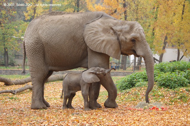 Az állatok világnapján, október 4-én lett egy hónapos Magyarország első afrikai elefántborja! cikk kiemelő képe