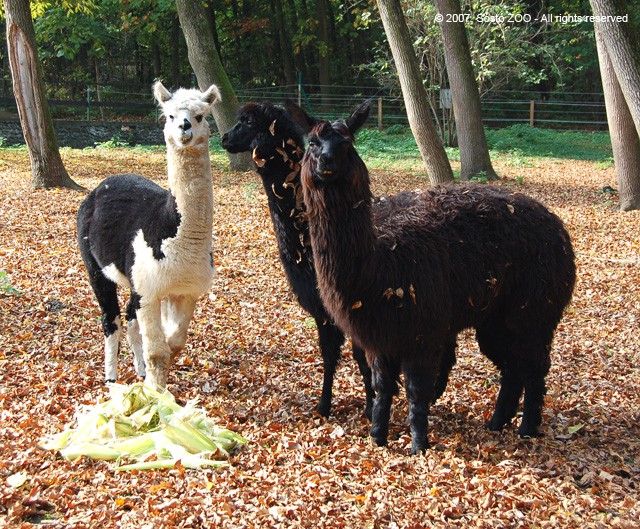 Alpaka kanca érkezett Csehországból a prágai állatkertből! cikk kiemelő képe