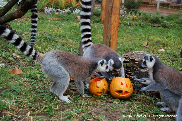 Különös látványban részesültek a héten a Nyíregyházi Állatparkba látogatók! cikk kiemelő képe
