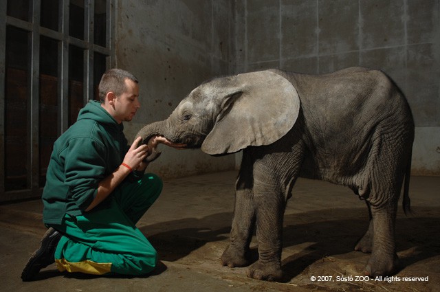 Szépen gyarapodik a kis ormányos! cikk kiemelő képe